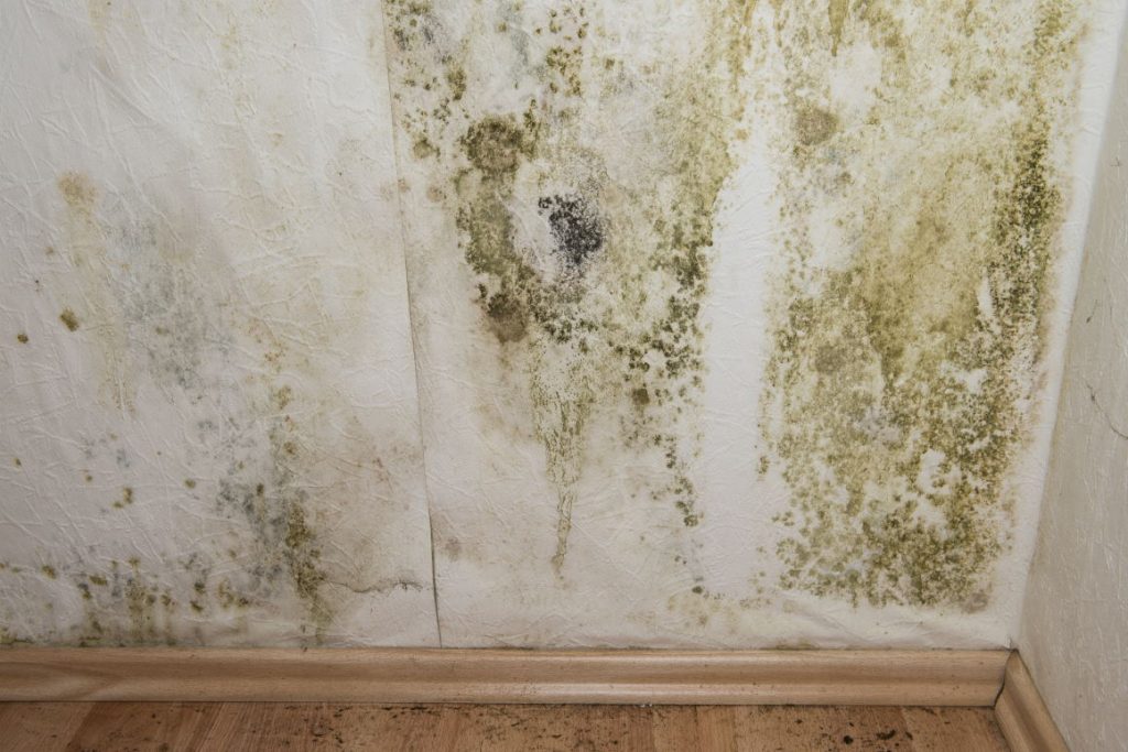Schimmel an einer Wand